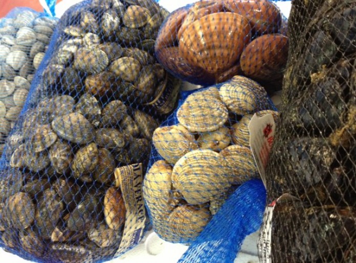 Vongole specie di molluschi bivalvi gustapedia.it Vongole specie di molluschi bivalvi gustapedia.it