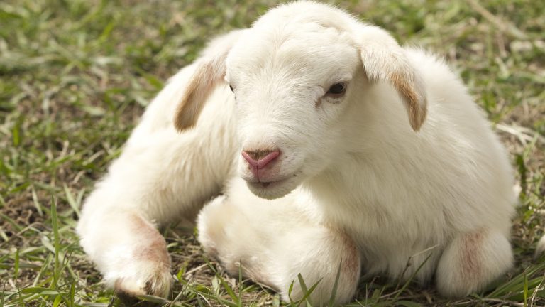Come Si Chiama Il Cucciolo Della Pecora